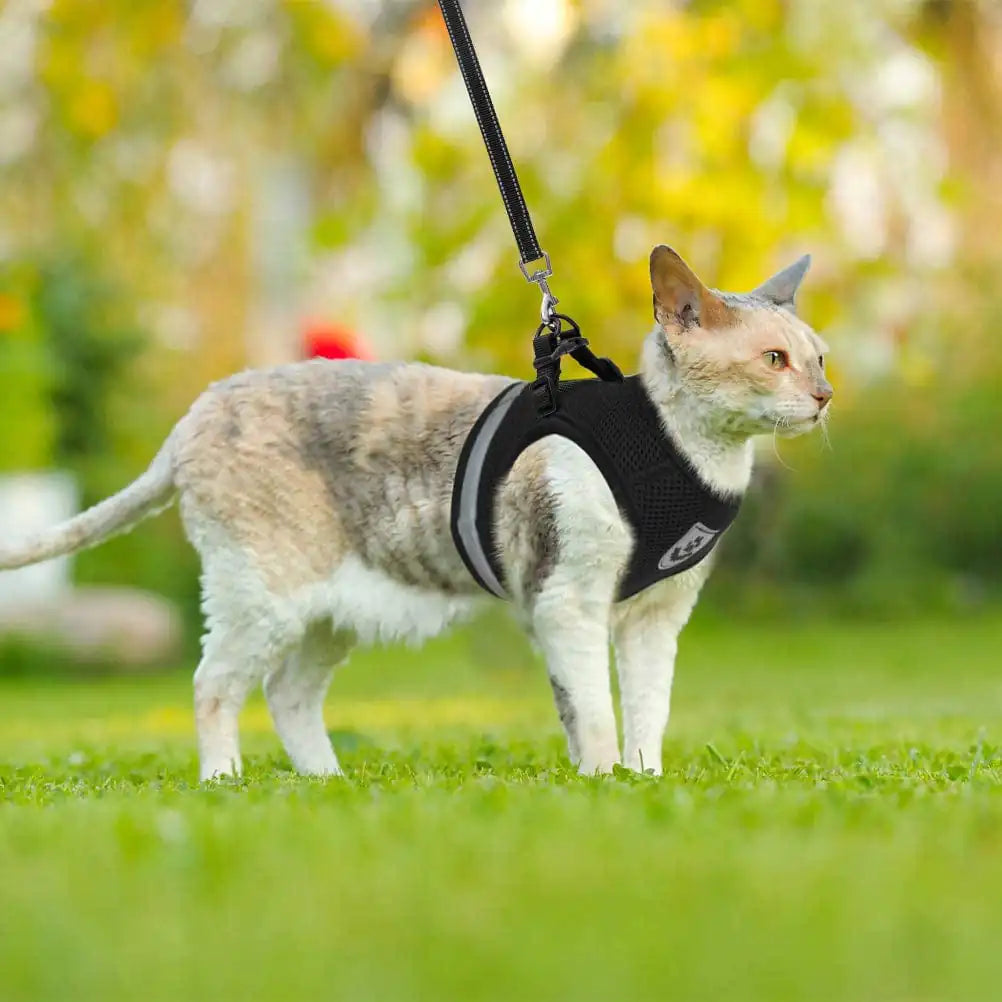 CozyCat Pet Harness and Leash